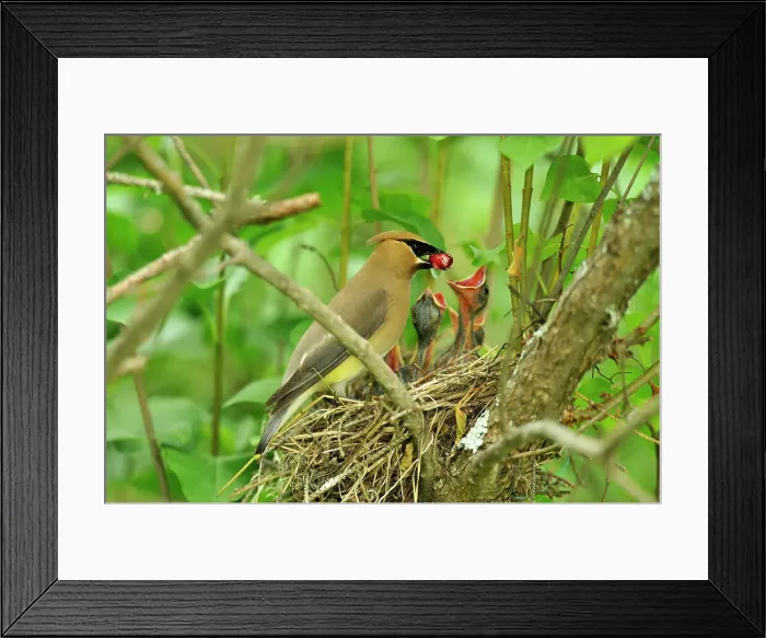 Framed Print : Cedar Waxwing (Bombycilla cedrorum) Adult feeding young, Wanup, Ontario, Canada Framed Print : Cedar Waxwing (Bombycilla cedrorum) Adult feeding young, Wanup, Ontario, Canada
