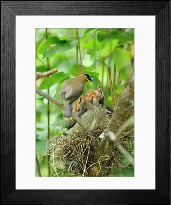 Framed Print : Cedar Waxwing (Bombycilla cedrorum) Adult feeding young, Wanup, Ontario, Canada Framed Print : Cedar Waxwing (Bombycilla cedrorum) Adult feeding young, Wanup, Ontario, Canada