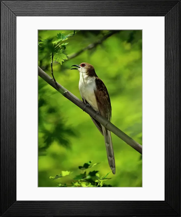 Framed Print : Black-billed Cuckoo (Coccyzus erythropthalmus), Greater Sudbury (Lively), Ontario, Canada Framed Print : Black-billed Cuckoo (Coccyzus erythropthalmus), Greater Sudbury (Lively), Ontario, Canada