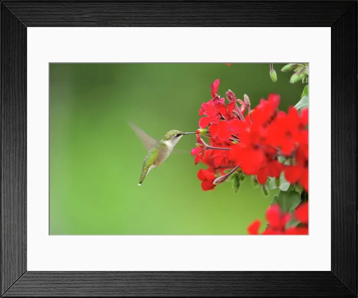 Framed Print : Ruby throated hummingbird (Archilochus colubris) Nectaring geranium flowers on residential deck. Greater Sudbury (Lively), Ontario, Canada