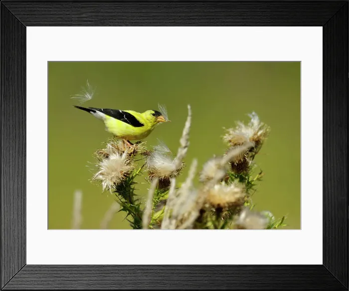 Framed Print : American goldfinch (Carduelis tristis) Eating thistle seeds, Manitoulin Island- Rockville Road, Ontario, Canada Framed Print : American goldfinch (Carduelis tristis) Eating thistle seeds, Manitoulin Island- Rockville Road, Ontario, Canada