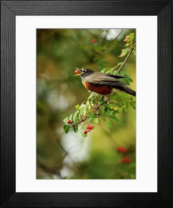 Framed Print : American robin (Turdus migratorius) foraging for mountain ash berries, Greater Sudbury, Ontario, Canada Framed Print : American robin (Turdus migratorius) foraging for mountain ash berries, Greater Sudbury, Ontario, Canada