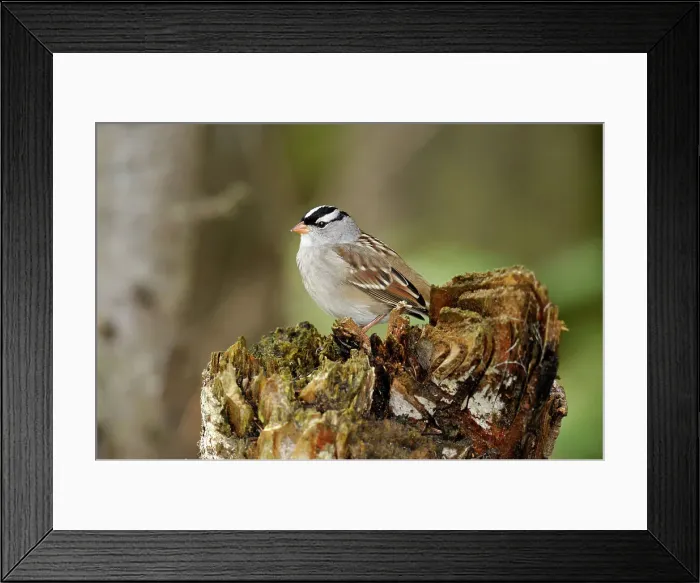 Framed Print : White-crowned Sparrow (Zonotrichia leucophrys), Algonquin Prov. Park, Ontario, Canada Framed Print : White-crowned Sparrow (Zonotrichia leucophrys), Algonquin Prov. Park, Ontario, Canada