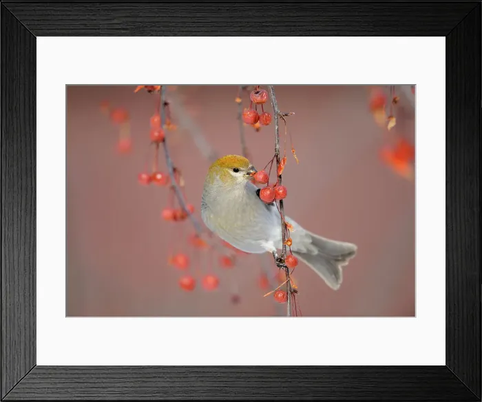 Framed Print : Pine Grosbeak (Pinicola enucleator) feeding on winter crabapples, Greater Sudbury, Ontario, Canada Framed Print : Pine Grosbeak (Pinicola enucleator) feeding on winter crabapples, Greater Sudbury, Ontario, Canada