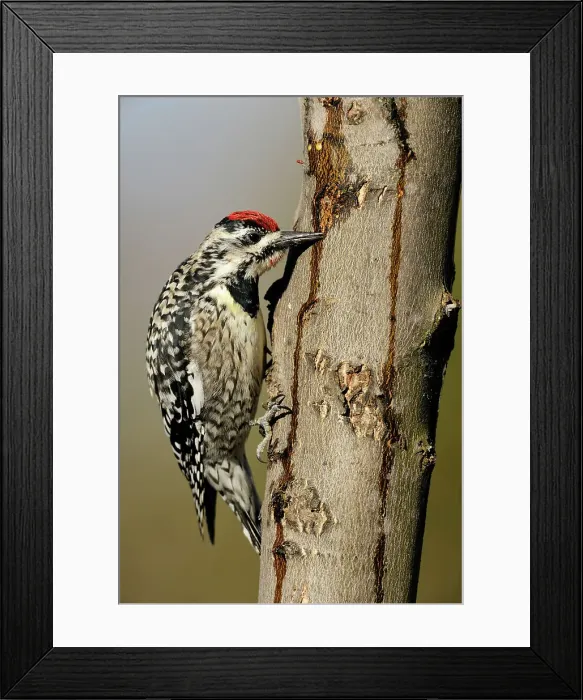 Framed Print : Yellow-bellied Sapsucker (Sphyrapicus varius) Female feeding at sap wells and drips in a maple tree, Greater Sudbury (Lively), Ontario, Canada Framed Print : Yellow-bellied Sapsucker (Sphyrapicus varius) Female feeding at sap wells and drips in a maple tree, Greater Sudbury (Lively), Ontario, Canada