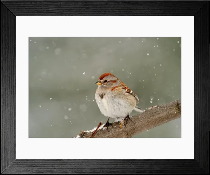 Framed Print : American Tree Sparrow (Spizella arborea), Greater Sudbury, Ontario, Canada Framed Print : American Tree Sparrow (Spizella arborea), Greater Sudbury, Ontario, Canada