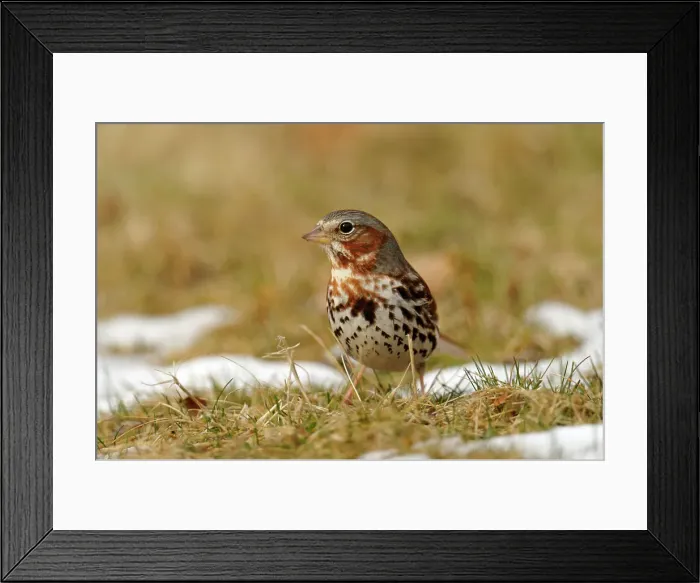 Framed Print : Fox Sparrow (Passerella iliaca), Greater Sudbury, Ontario, Canada Framed Print : Fox Sparrow (Passerella iliaca), Greater Sudbury, Ontario, Canada