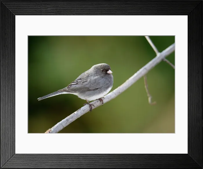 Framed Print : Dark-eyed Junco (Junco hyemalis), Greater Sudbury, Ontario, Canada Framed Print : Dark-eyed Junco (Junco hyemalis), Greater Sudbury, Ontario, Canada