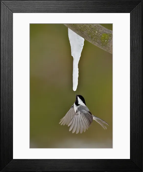 Framed Print : Black-capped Chickadee (Poecile atricapillus) feeding on maple sap dripping from a maple icicle, Greater Sudbury (Lively), Ontario, Canada Framed Print : Black-capped Chickadee (Poecile atricapillus) feeding on maple sap dripping from a maple icicle, Greater Sudbury (Lively), Ontario, Canada