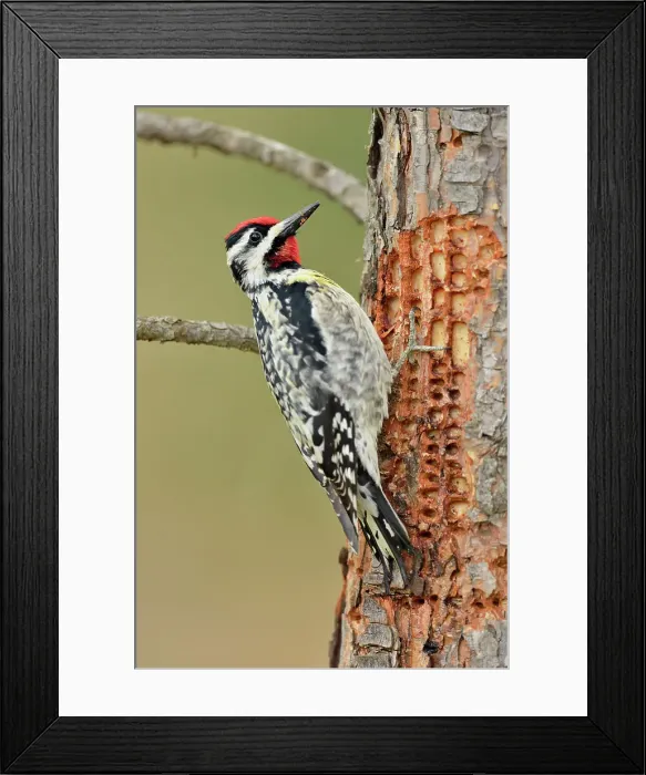 Framed Print : Yellow-bellied Sapsucker (Sphyrapicus varius) Male, drilling holes in a young red pine, Greater Sudbury (Lively), Ontario, Canada Framed Print : Yellow-bellied Sapsucker (Sphyrapicus varius) Male, drilling holes in a young red pine, Greater Sudbury (Lively), Ontario, Canada