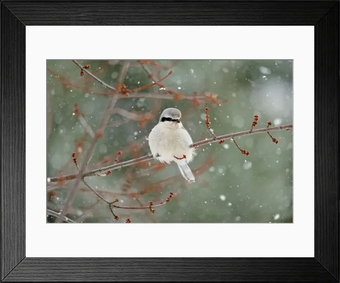 Framed Print : Great Grey Shrike, Northern Grey Shrike, or Northern Shrike (Lanius excubitor), Greater Sudbury (Lively), Ontario, Canada Framed Print : Great Grey Shrike, Northern Grey Shrike, or Northern Shrike (Lanius excubitor), Greater Sudbury (Lively), Ontario, Canada