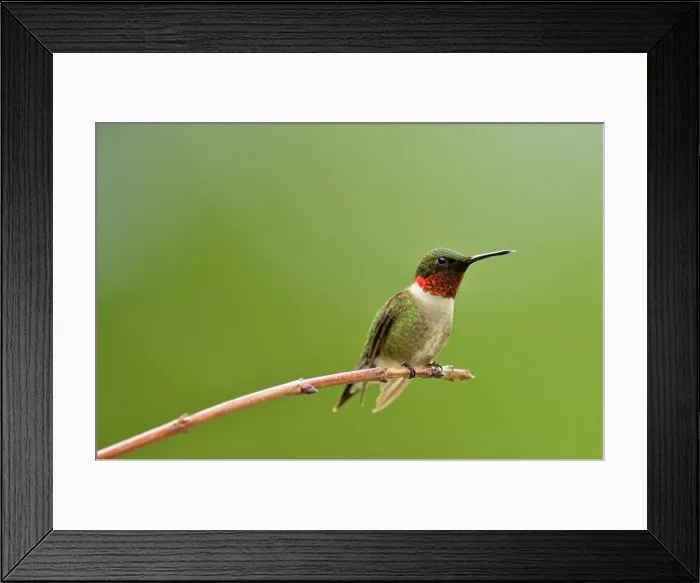 Framed Print : Ruby throated hummingbird (Archilochus colubris) Male, Greater Sudbury, Ontario, Canada