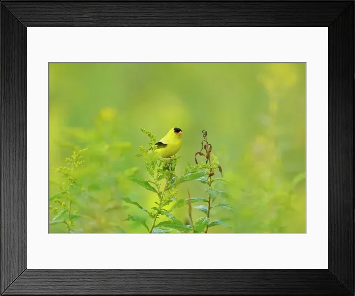 Framed Print : American goldfinch (Carduelis tristis) Male, Greater Sudbury, Ontario, Canada Framed Print : American goldfinch (Carduelis tristis) Male, Greater Sudbury, Ontario, Canada
