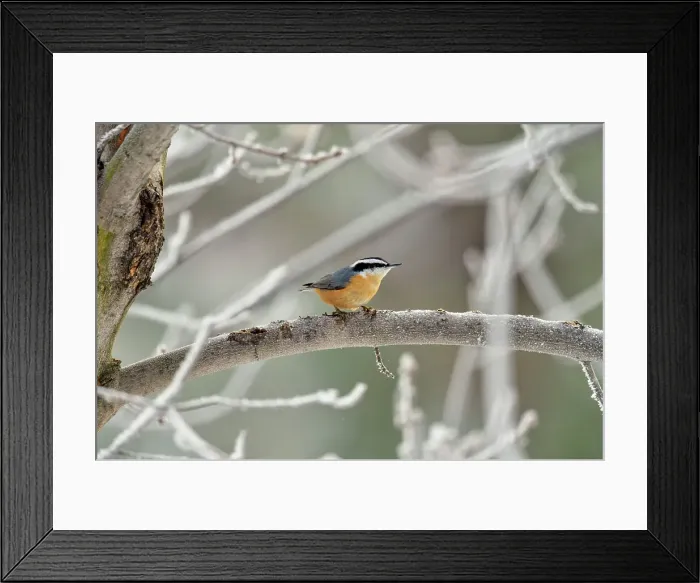 Framed Print : Red breasted nuthatch (Sitta canadensis) Perched in a winter maple tree, Greater Sudbury, Ontario, Canada Framed Print : Red breasted nuthatch (Sitta canadensis) Perched in a winter maple tree, Greater Sudbury, Ontario, Canada