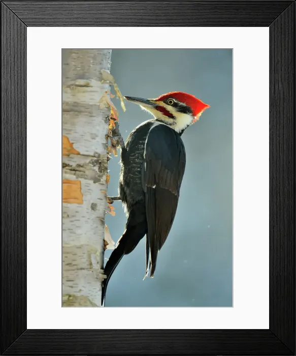 Framed Print : Pileated woodpecker (Dryocopus pileatus) Male, Greater Sudbury, Ontario, Canada Framed Print : Pileated woodpecker (Dryocopus pileatus) Male, Greater Sudbury, Ontario, Canada