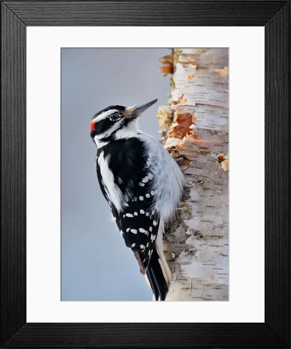 Framed Print : Hairy woodpecker (Picoides villosus) Male, Greater Sudbury, Ontario, Canada Framed Print : Hairy woodpecker (Picoides villosus) Male, Greater Sudbury, Ontario, Canada