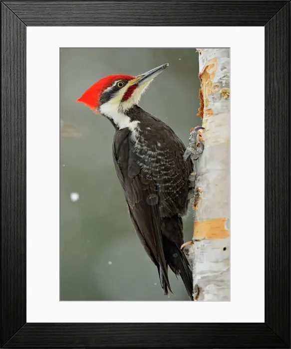 Framed Print : Pileated woodpecker (Dryocopus pileatus). Male at winter feeder, Greater Sudbury, Ontario, Canada Framed Print : Pileated woodpecker (Dryocopus pileatus). Male at winter feeder, Greater Sudbury, Ontario, Canada