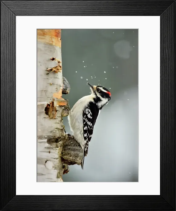 Framed Print : Downy woodpecker (Picoides pubescens) Male at winter feeder, Greater Sudbury, Ontario, Canada Framed Print : Downy woodpecker (Picoides pubescens) Male at winter feeder, Greater Sudbury, Ontario, Canada