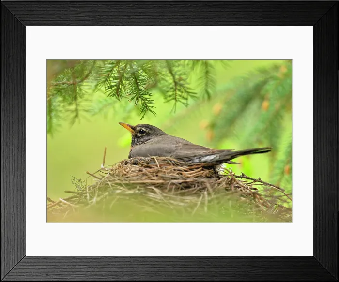 Framed Print : American robin (Turdus migratorius) Adult incubating eggs, Greater Sudbury, Ontario, Canada Framed Print : American robin (Turdus migratorius) Adult incubating eggs, Greater Sudbury, Ontario, Canada