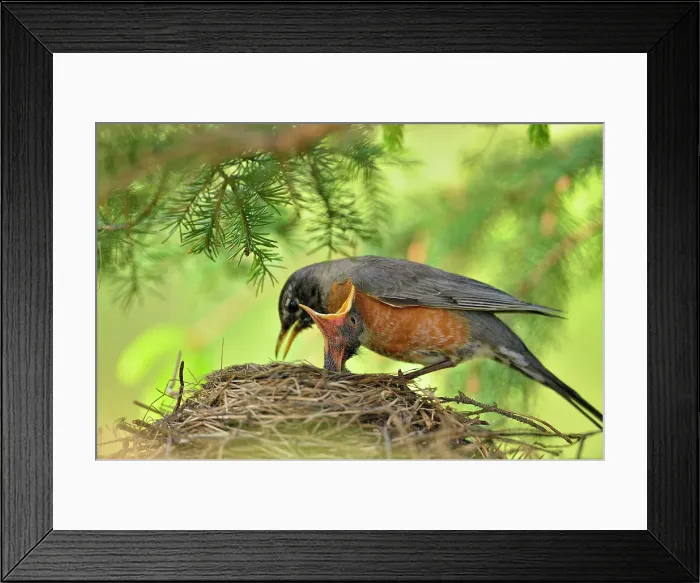 Framed Print : American robin (Turdus migratorius) Adult and gaping baby, Greater Sudbury, Ontario, Canada Framed Print : American robin (Turdus migratorius) Adult and gaping baby, Greater Sudbury, Ontario, Canada