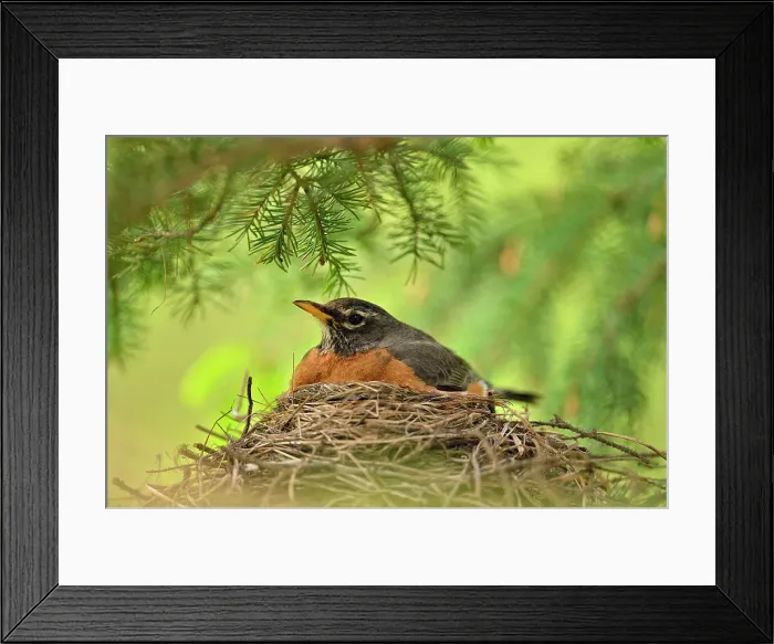 Framed Print : American robin (Turdus migratorius) Parent sitting on nest with young, Greater Sudbury, Ontario, Canada Framed Print : American robin (Turdus migratorius) Parent sitting on nest with young, Greater Sudbury, Ontario, Canada