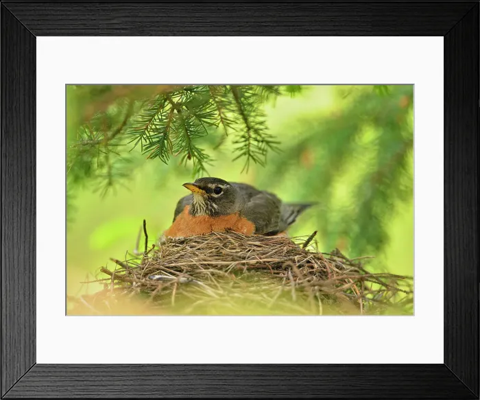 Framed Print : American robin (Turdus migratorius) Adult sitting with young, Greater Sudbury, Ontario, Canada Framed Print : American robin (Turdus migratorius) Adult sitting with young, Greater Sudbury, Ontario, Canada