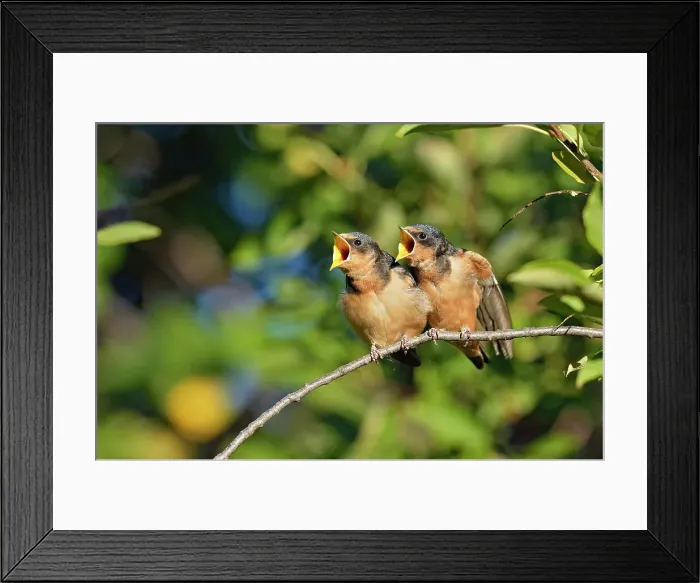 Framed Print : Barn swallow (Hirundo rustica) Fledglings out of the nest waiting to be fed by parent bird, Buffalo Pound Provincial Park, Saskatchewan, Canada Framed Print : Barn swallow (Hirundo rustica) Fledglings out of the nest waiting to be fed by parent bird, Buffalo Pound Provincial Park, Saskatchewan, Canada