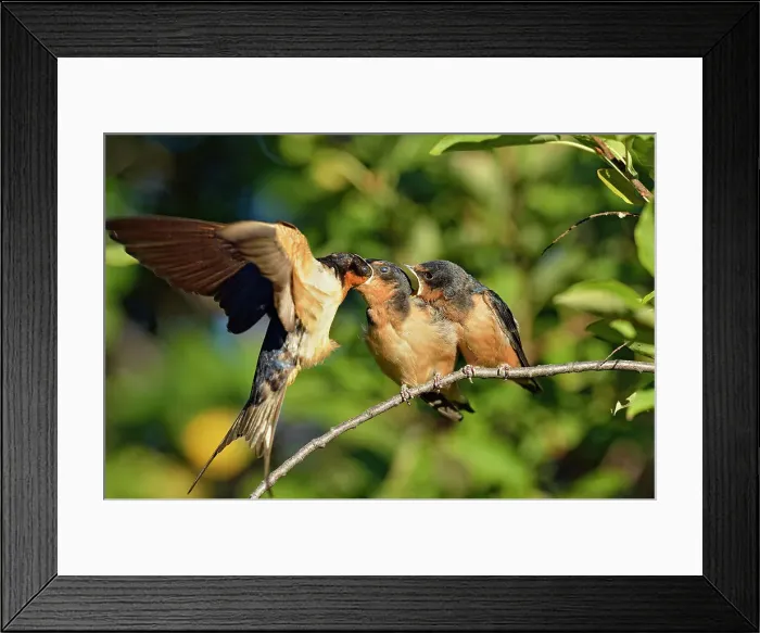 Framed Print : Barn swallow (Hirundo rustica) Fledglings out of the nest waiting to be fed by parent bird, Buffalo Pound Provincial Park, Saskatchewan, Canada Framed Print : Barn swallow (Hirundo rustica) Fledglings out of the nest waiting to be fed by parent bird, Buffalo Pound Provincial Park, Saskatchewan, Canada