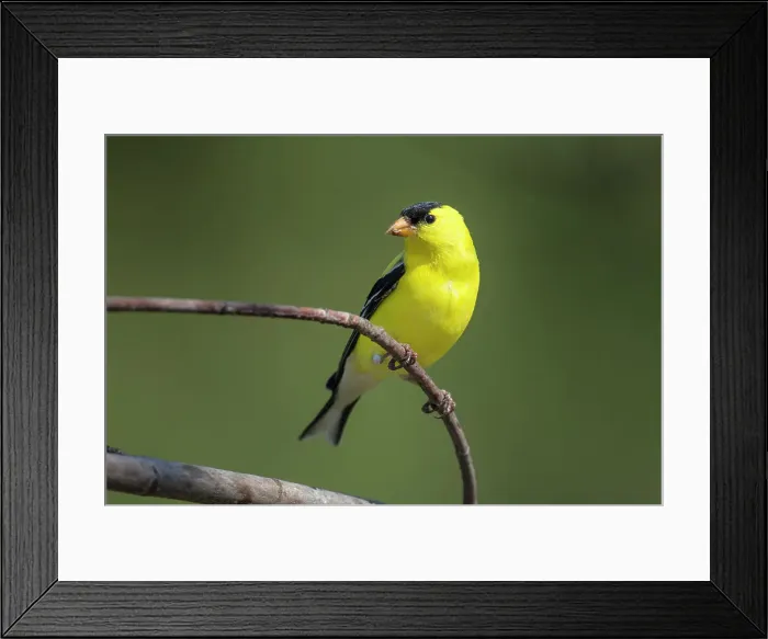 Framed Print : American goldfinch (Carduelis tristis), Greater Sudbury, Ontario, Canada Framed Print : American goldfinch (Carduelis tristis), Greater Sudbury, Ontario, Canada