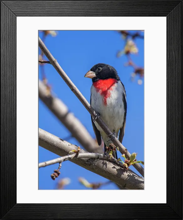 Framed Print : Rose-breasted grosbeak (Pheucticus ludovicianus) Male, Greater Sudbury, Ontario, Canada Framed Print : Rose-breasted grosbeak (Pheucticus ludovicianus) Male, Greater Sudbury, Ontario, Canada