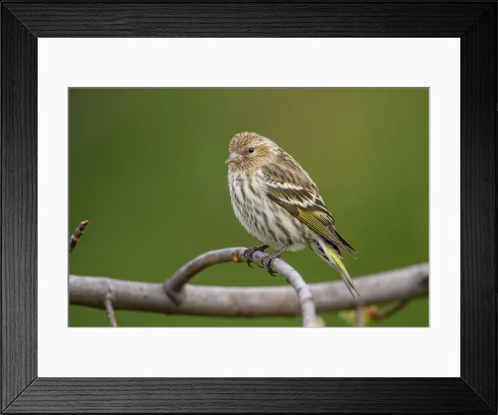 Framed Print : Pine siskin (Carduelis pinus), Greater Sudbury, Ontario, Canada Framed Print : Pine siskin (Carduelis pinus), Greater Sudbury, Ontario, Canada