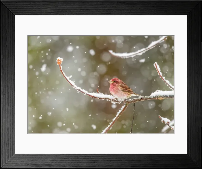 Framed Print : Purple finch (Carpodacus purpureus) Male, Greater Sudbury, Ontario, Canada Framed Print : Purple finch (Carpodacus purpureus) Male, Greater Sudbury, Ontario, Canada