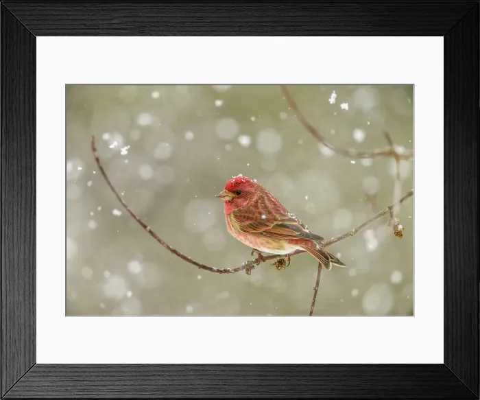 Framed Print : Purple finch (Carpodacus purpureus) Male perched in tree during spring snowstorm, Greater Sudbury, Ontario, Canada Framed Print : Purple finch (Carpodacus purpureus) Male perched in tree during spring snowstorm, Greater Sudbury, Ontario, Canada