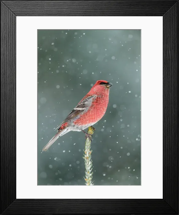 Framed Print : Pine grosbeak (Pinicola enucleator) Male, Greater Sudbury, Ontario, Canada Framed Print : Pine grosbeak (Pinicola enucleator) Male, Greater Sudbury, Ontario, Canada