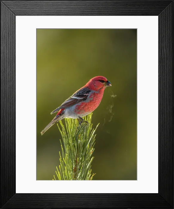 Framed Print : Pine grosbeak (Pinicola enucleator), Greater Sudbury, Ontario, Canada Framed Print : Pine grosbeak (Pinicola enucleator), Greater Sudbury, Ontario, Canada