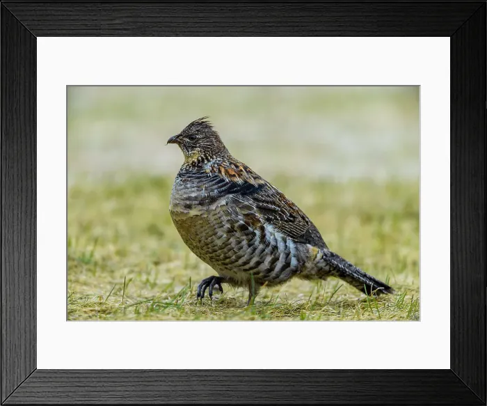Framed Print : Ruffed grouse (Bonassa umbellus) foraging on an early spring lawn, Greater Sudbury, Ontario, Canada Framed Print : Ruffed grouse (Bonassa umbellus) foraging on an early spring lawn, Greater Sudbury, Ontario, Canada