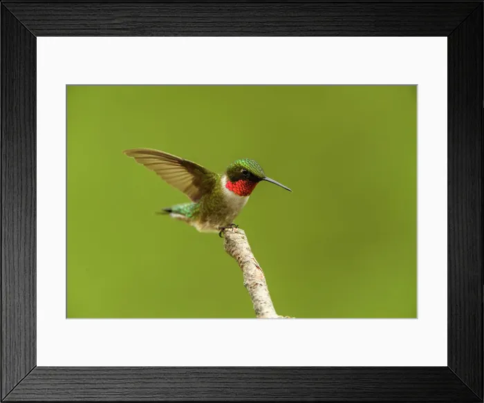 Framed Print : Ruby-throated Hummingbird (Archilochus colubris) Male perched near feeder, Greater Sudbury, Ontario, Canada Framed Print : Ruby-throated Hummingbird (Archilochus colubris) Male perched near feeder, Greater Sudbury, Ontario, Canada