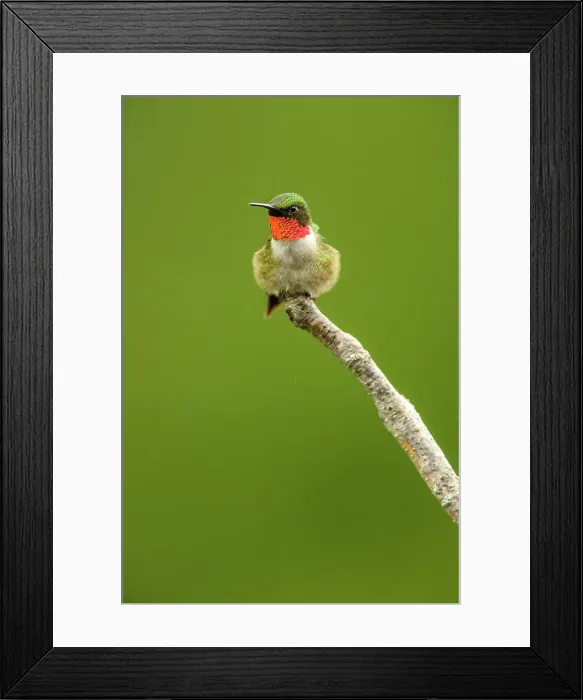 Framed Print : Ruby-throated Hummingbird (Archilochus colubris) Male perched near feeder, Greater Sudbury, Ontario, Canada Framed Print : Ruby-throated Hummingbird (Archilochus colubris) Male perched near feeder, Greater Sudbury, Ontario, Canada