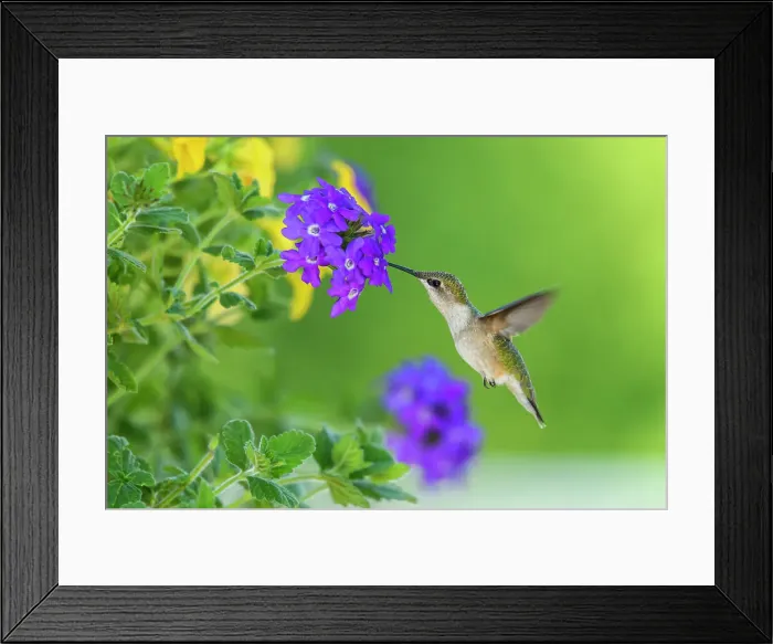 Framed Print : Ruby throated hummingbird (Archilochus colubris) Nectaring garden flowers, Greater Sudbury, Ontario, Canada Framed Print : Ruby throated hummingbird (Archilochus colubris) Nectaring garden flowers, Greater Sudbury, Ontario, Canada
