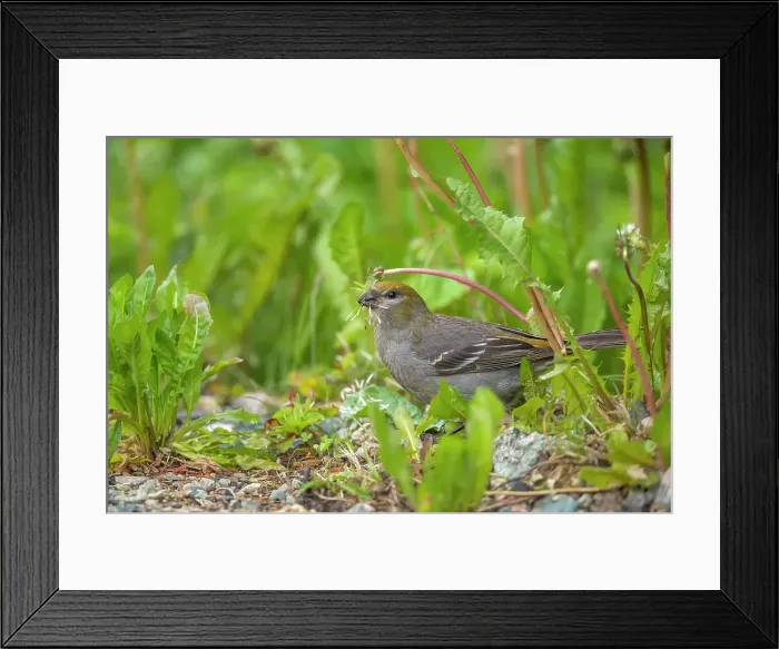 Framed Print : Pine grosbeak (Pinicola enucleator) Female feeding on dandelion seeds, Gros Morne Natioma; Park, Newfoundland and Labrador NL, Canada Framed Print : Pine grosbeak (Pinicola enucleator) Female feeding on dandelion seeds, Gros Morne Natioma; Park, Newfoundland and Labrador NL, Canada