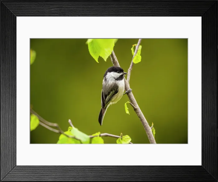 Framed Print : Black capped chickadee (Poecile atricapillus), Greater Sudbury, Ontario, Canada