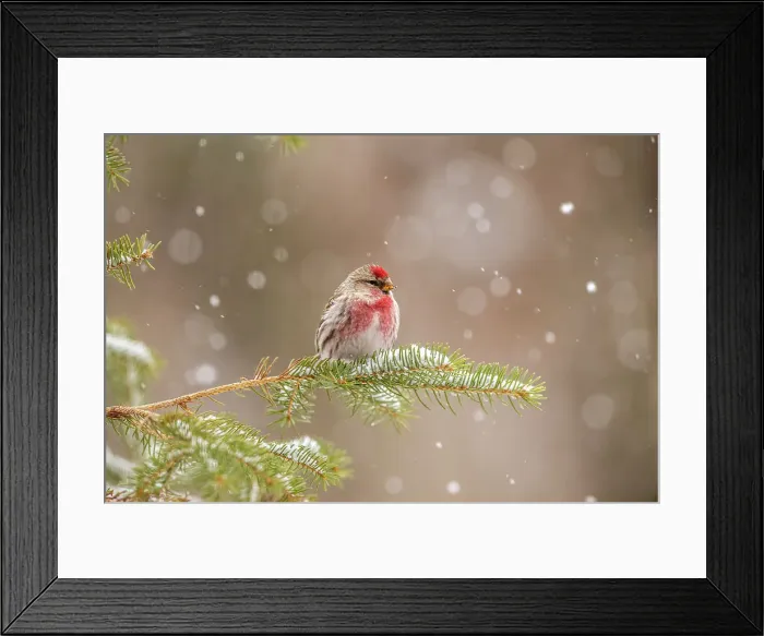 Framed Print : Common Redpoll (Acanthis flammea) Male, Greater Sudbury, Ontario, Canada Framed Print : Common Redpoll (Acanthis flammea) Male, Greater Sudbury, Ontario, Canada