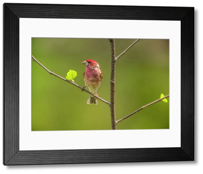 Framed Print : Purple finch (Carpodacus purpureus) Male, Greater Sudbury, Ontario, Canada Framed Print : Purple finch (Carpodacus purpureus) Male, Greater Sudbury, Ontario, Canada