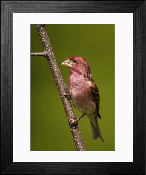 Framed Print : Purple finch (Carpodacus purpureus) Male, Greater Sudbury, Ontario, Canada Framed Print : Purple finch (Carpodacus purpureus) Male, Greater Sudbury, Ontario, Canada