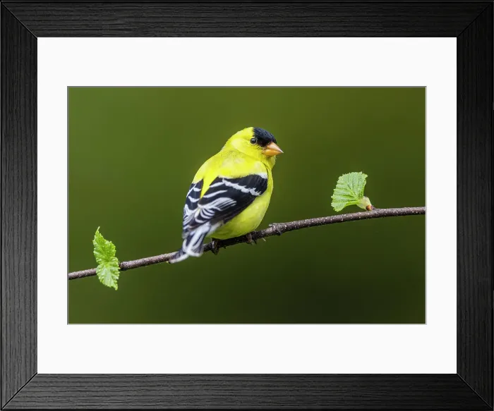 Framed Print : American goldfinch (Carduelis tristis) Male, Greater Sudbury, Ontario, Canada Framed Print : American goldfinch (Carduelis tristis) Male, Greater Sudbury, Ontario, Canada