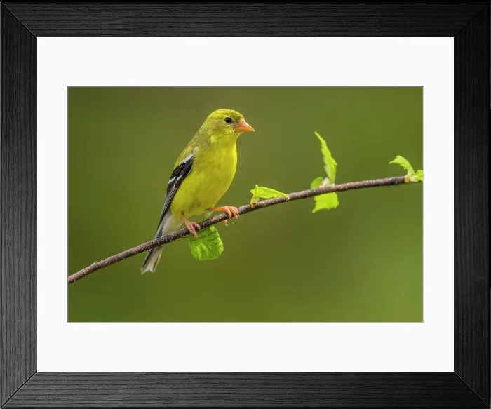 Framed Print : American goldfinch (Carduelis tristis) Male, Greater Sudbury, Ontario, Canada Framed Print : American goldfinch (Carduelis tristis) Male, Greater Sudbury, Ontario, Canada