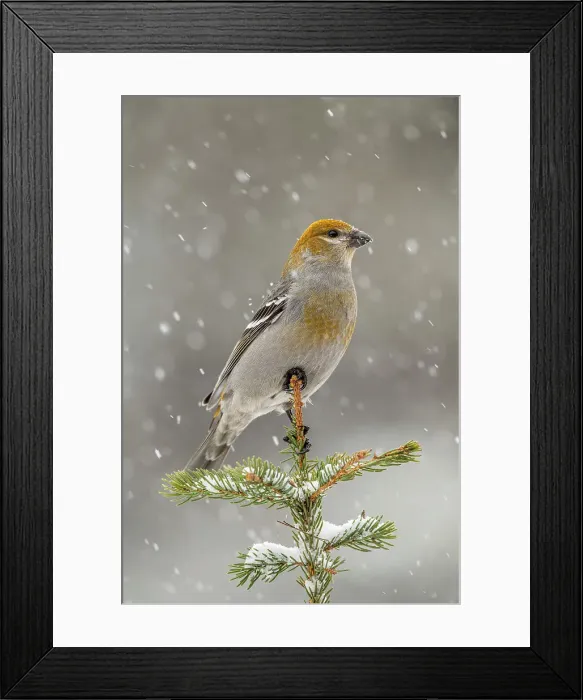 Framed Print : Pine grosbeak (Pinicola enucleator) Female / juvenile winter migrant neer seed feeder, Greater Sudbury, Ontario, Canada Framed Print : Pine grosbeak (Pinicola enucleator) Female / juvenile winter migrant neer seed feeder, Greater Sudbury, Ontario, Canada