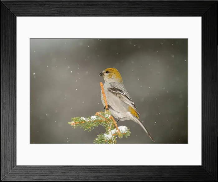 Framed Print : Pine grosbeak (Pinicola enucleator) Female / juvenile winter migrant neer seed feeder, Greater Sudbury, Ontario, Canada Framed Print : Pine grosbeak (Pinicola enucleator) Female / juvenile winter migrant neer seed feeder, Greater Sudbury, Ontario, Canada