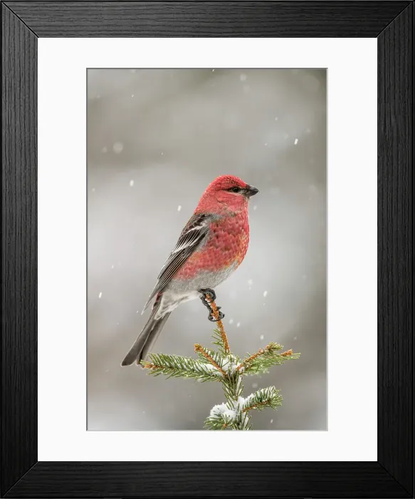 Framed Print : Pine grosbeak (Pinicola enucleator) Male winter migrant neer seed feeder, Greater Sudbury, Ontario, Canada Framed Print : Pine grosbeak (Pinicola enucleator) Male winter migrant neer seed feeder, Greater Sudbury, Ontario, Canada