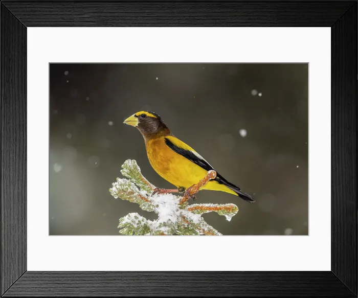 Framed Print : Evening grosbeak (Hesperiphona vespertina) Male near winter feeder. Greater Sudbury, Ontario, Canada Framed Print : Evening grosbeak (Hesperiphona vespertina) Male near winter feeder. Greater Sudbury, Ontario, Canada